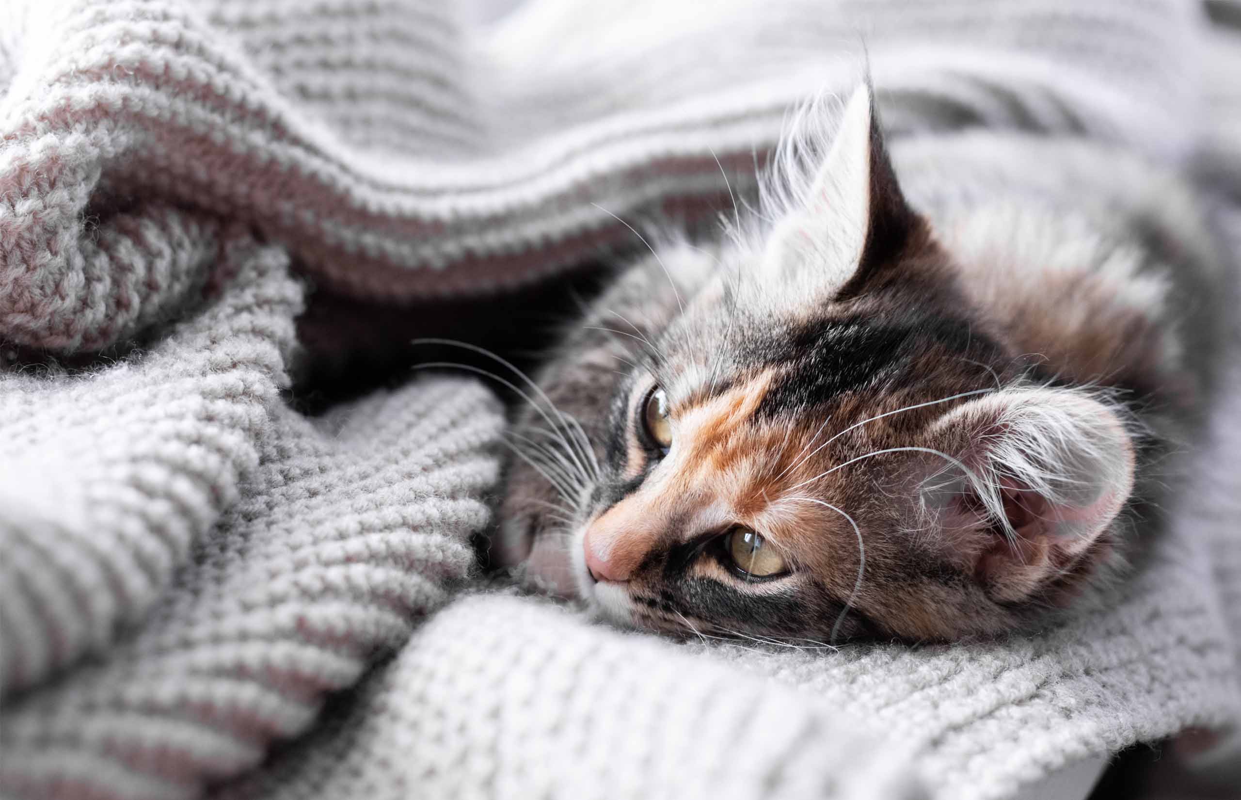 A calico kitten resting comfortably while wrapped in a soft, grey knitted blanket