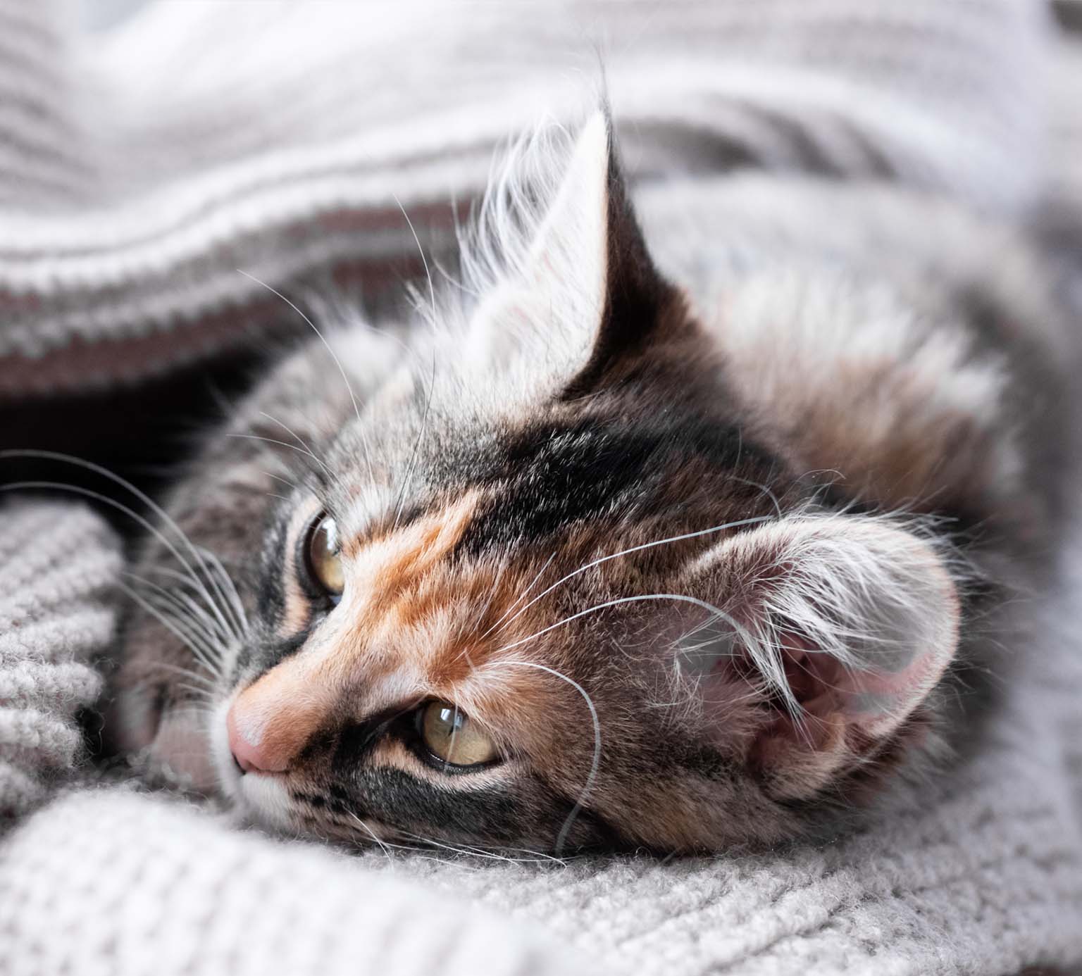 A calico kitten resting on a soft, gray knitted blanket