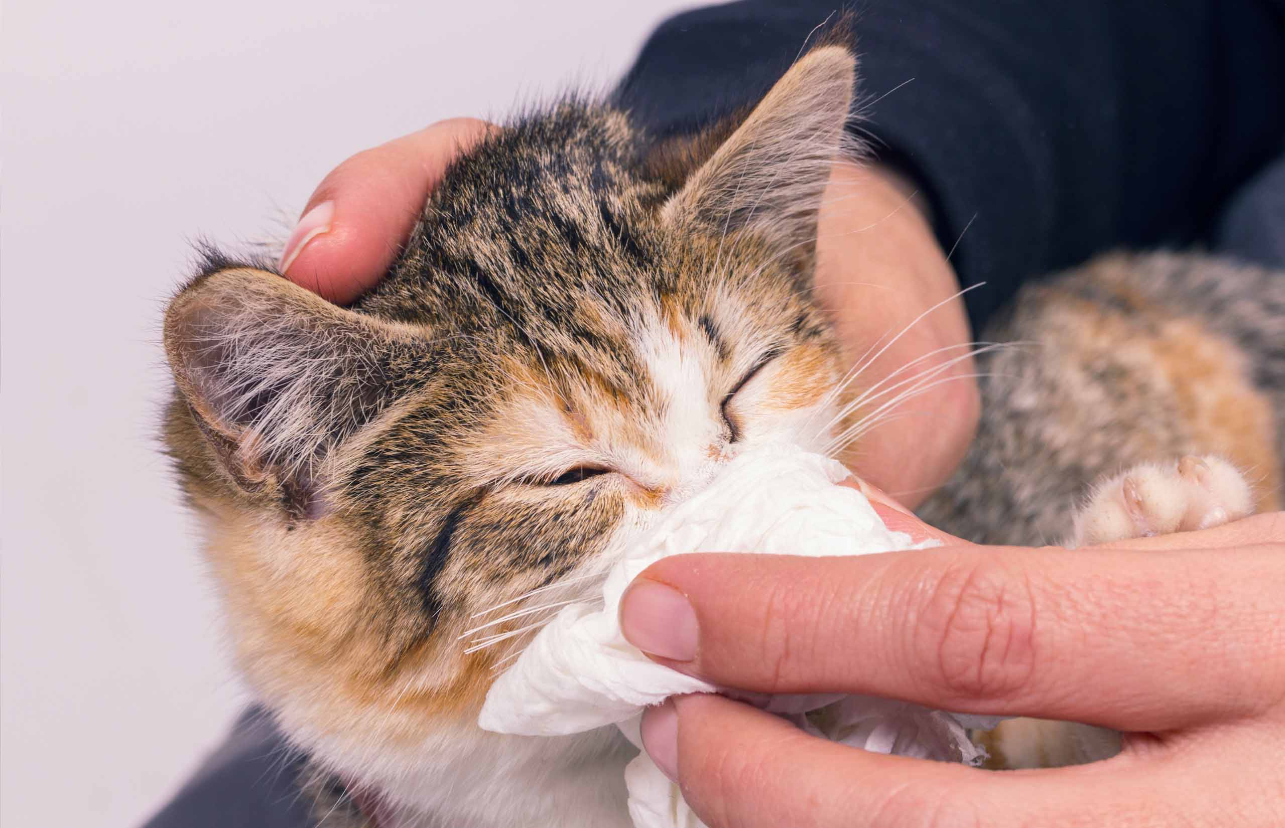 A person gently wiping the nose of a calico kitten with a tissue