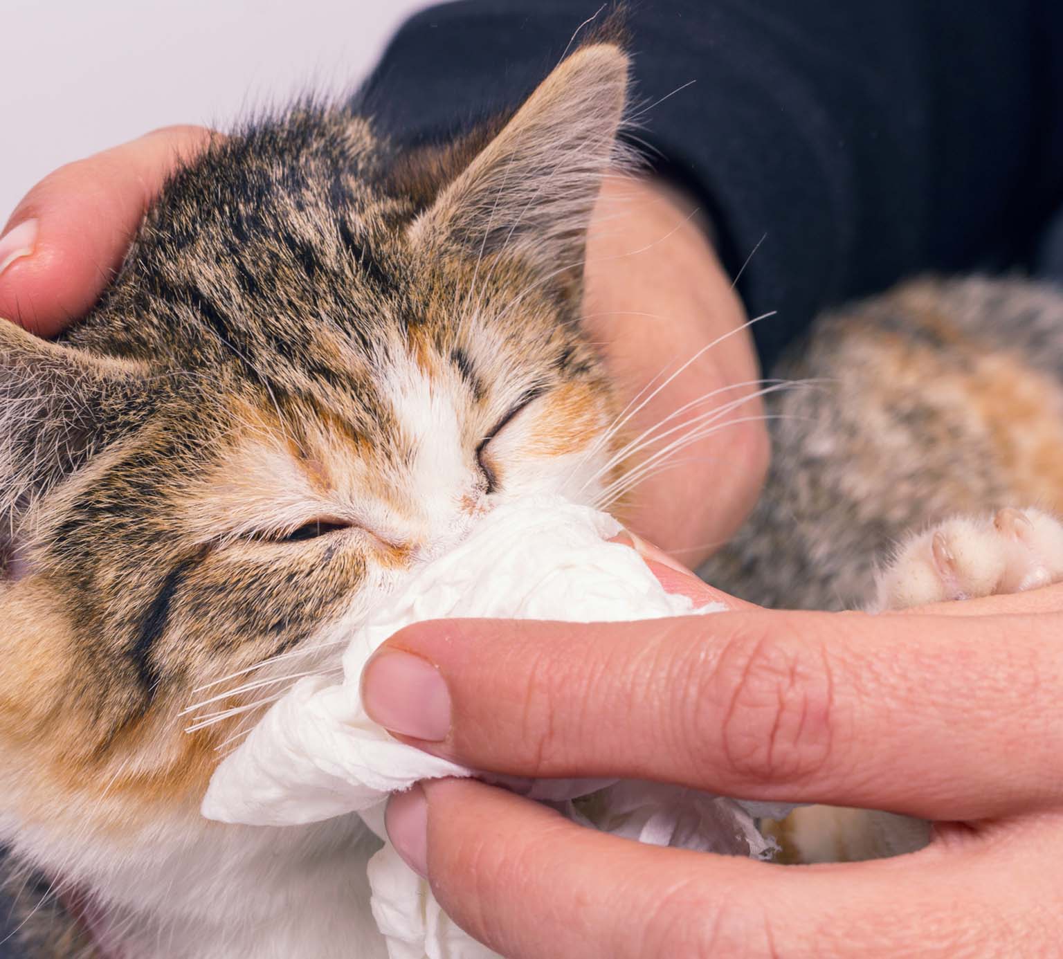 A person gently wiping the nose of a calico kitten with a tissue