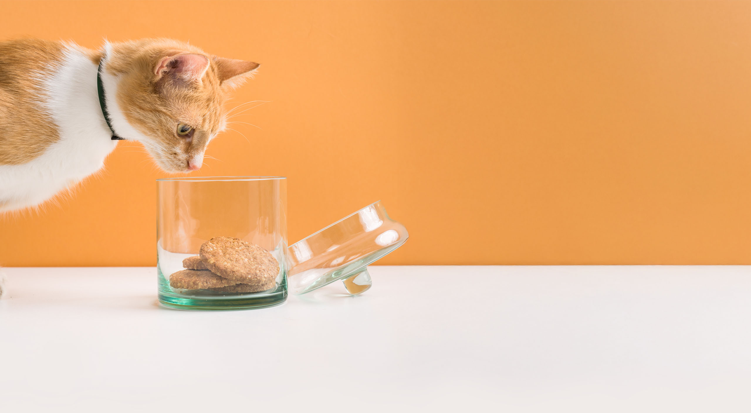 An orange and white cat wearing a collar looks into a glass jar containing cookies on a white surface