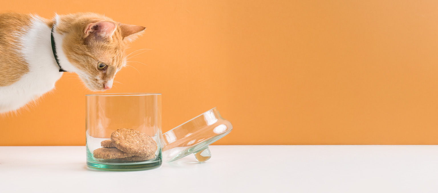 An orange and white cat wearing a collar looks into a glass jar containing cookies on a white surface against an orange background
