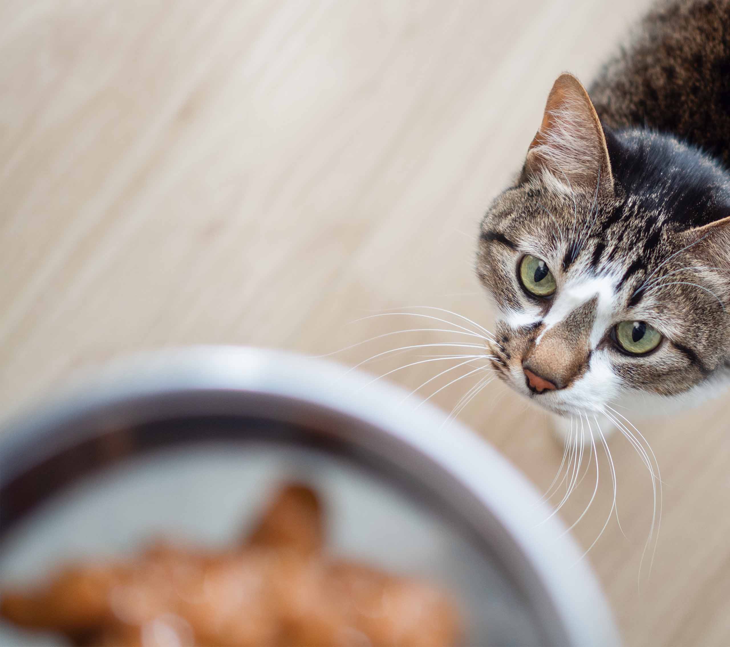 A tabby cat looking up expectantly toward a bowl of food