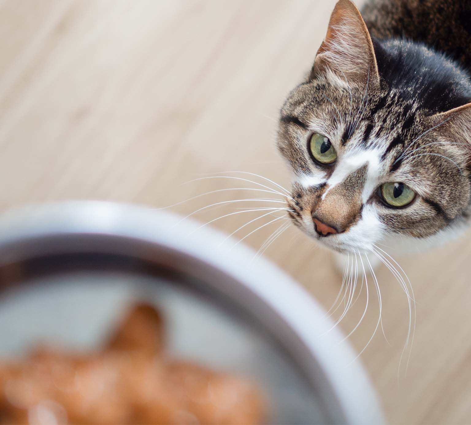 A tabby cat looking up expectantly at a bowl of food