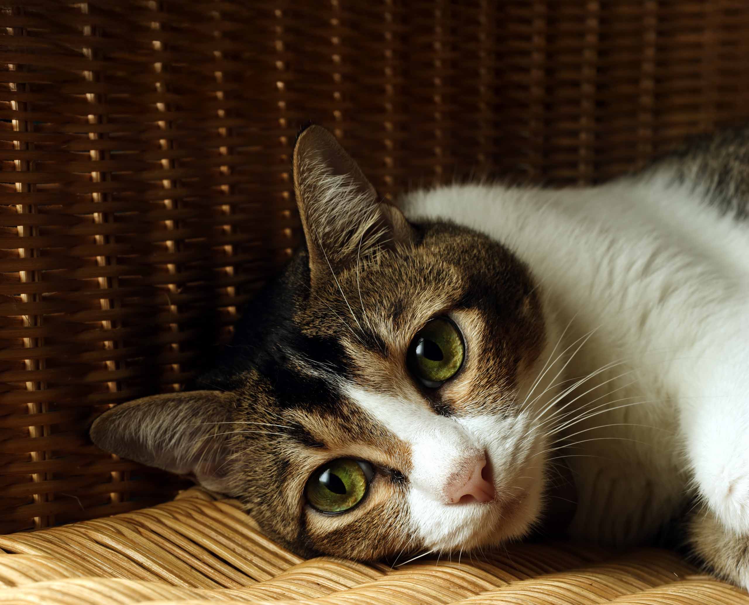 A brown and white tabby cat with green eyes resting on a woven wicker surface