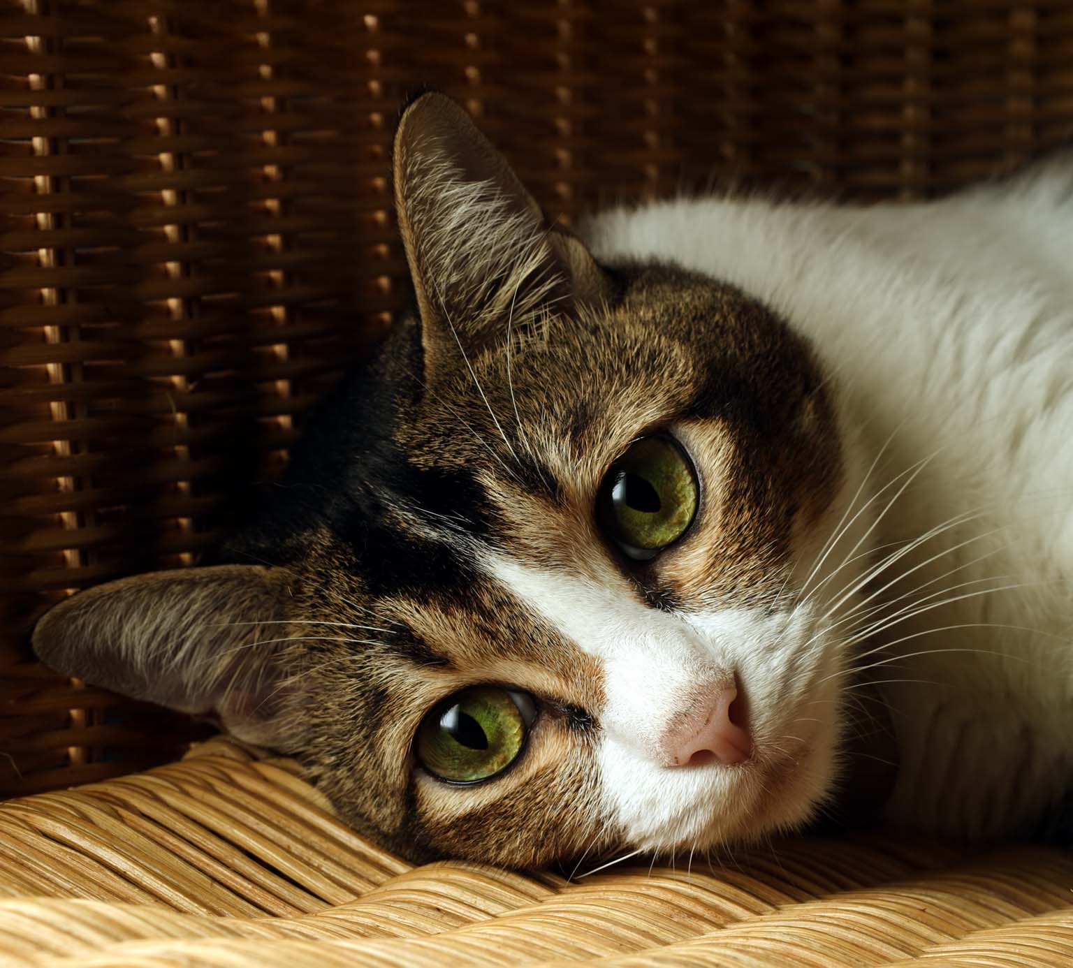 A brown, white, and black tabby cat with bright green eyes resting on a woven wicker surface