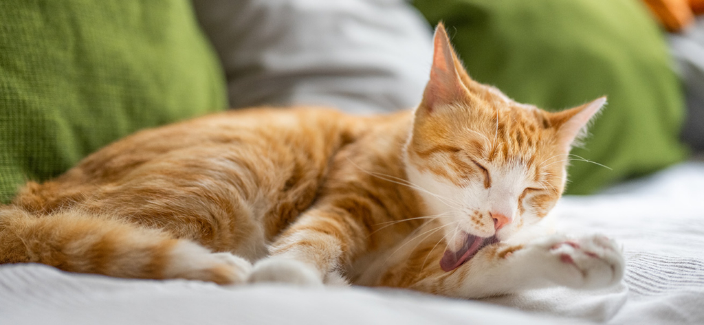 An orange and white tabby cat grooming its paw while lying on a bed with green pillows