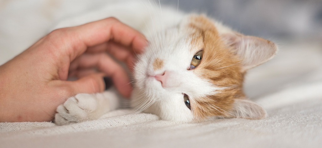 A person gently petting a white and orange cat lying on a soft surface