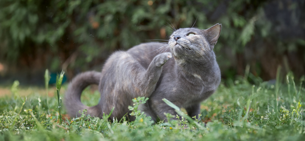 A grey cat sitting in the grass and scratching its head