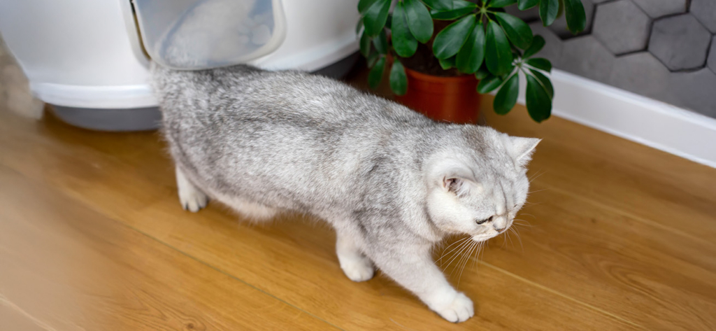 A silver tabby cat walking away from a white enclosed litter box on a wooden floor next to a potted plant