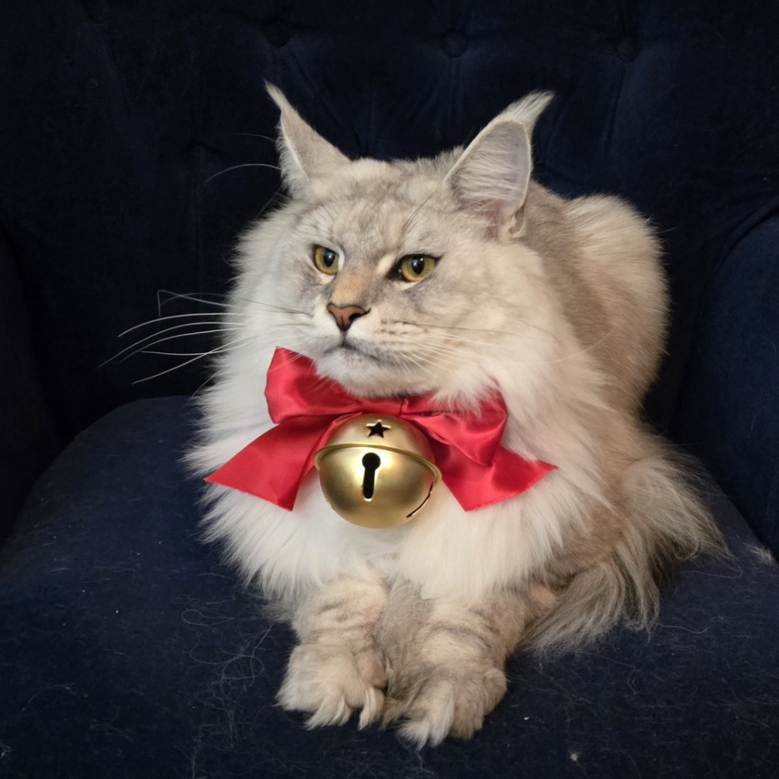 cat named Ozzie the Maine Coon