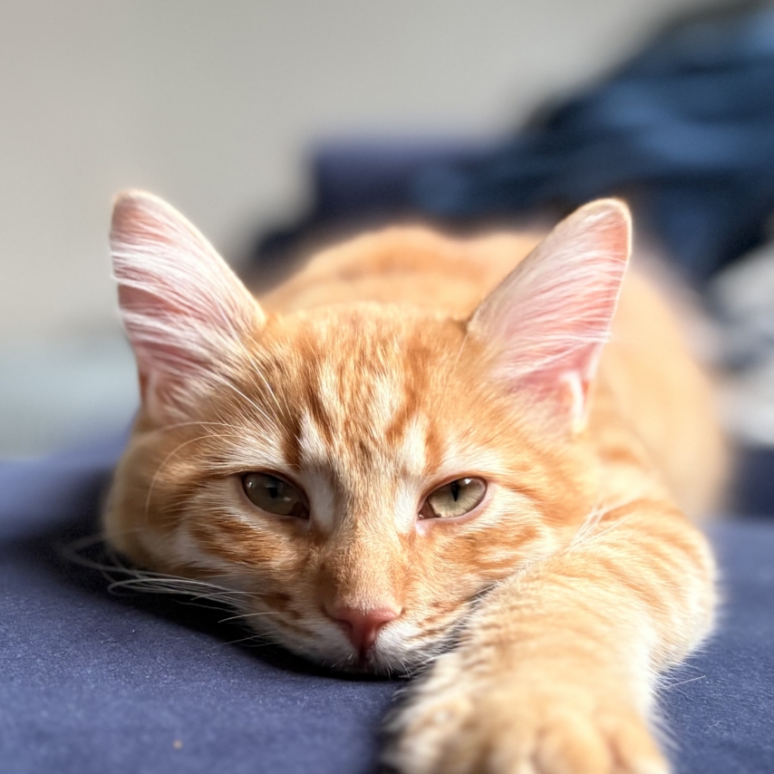 cat named Kulu