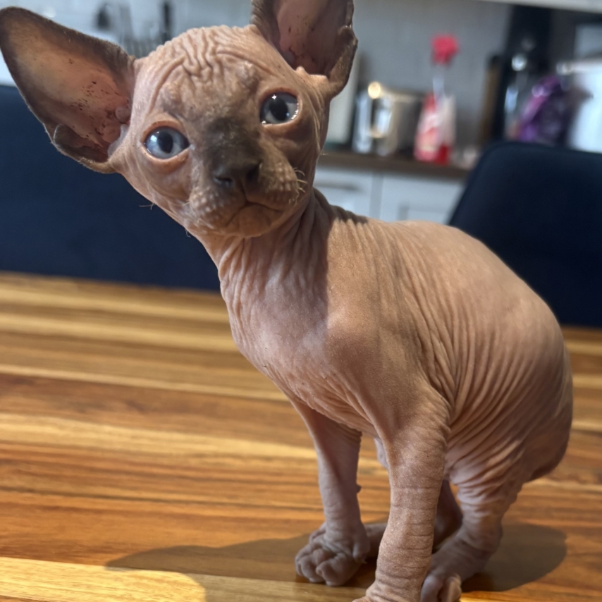cat named Garçon