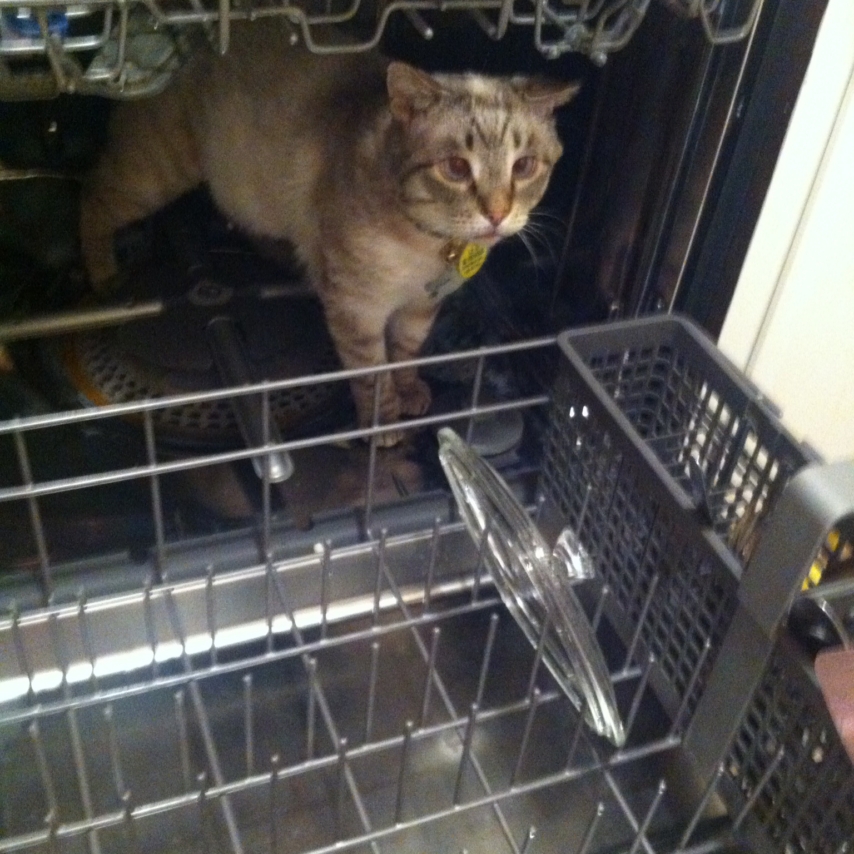 cat named Jaxson
