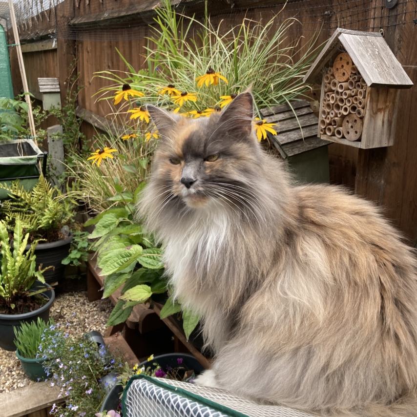 cat named Saffy