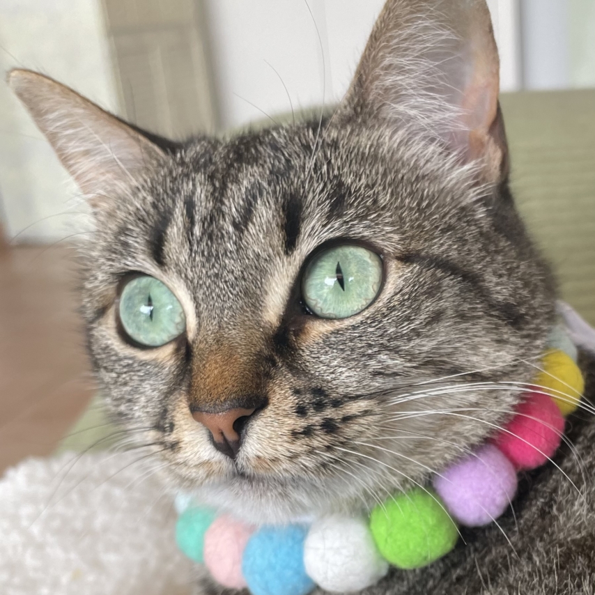 Katze namens Cala