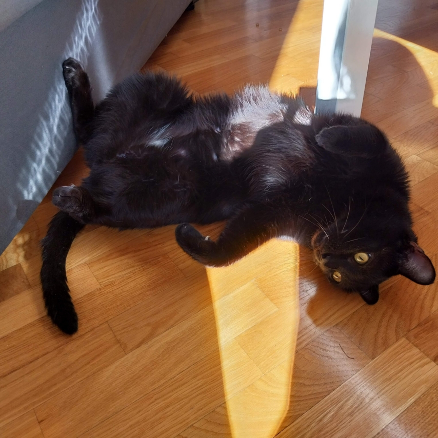 cat named Kaos