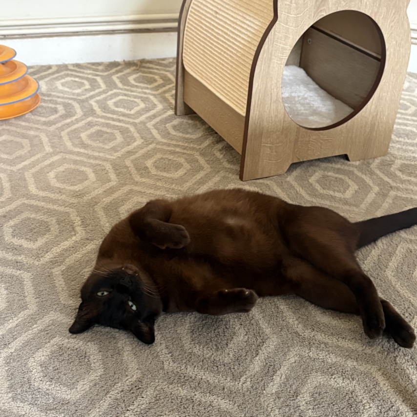 cat named Kwizzy