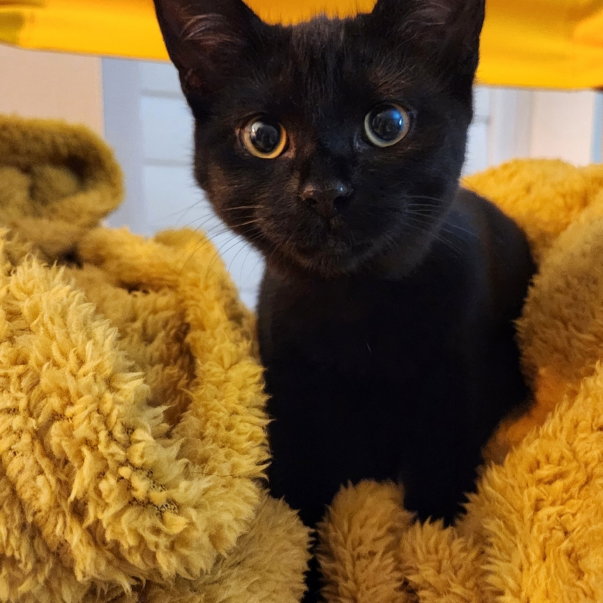 cat named Pepper