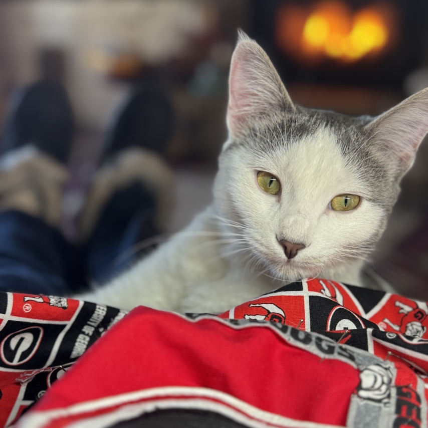 cat named Timber