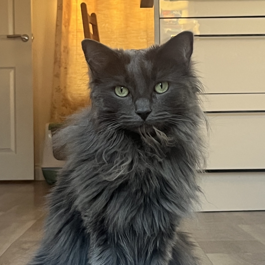 cat named Freddie