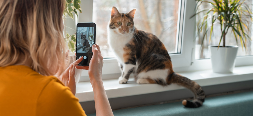 A person in a yellow shirt uses a smartphone to take a photo of a calico cat sitting on a windowsill