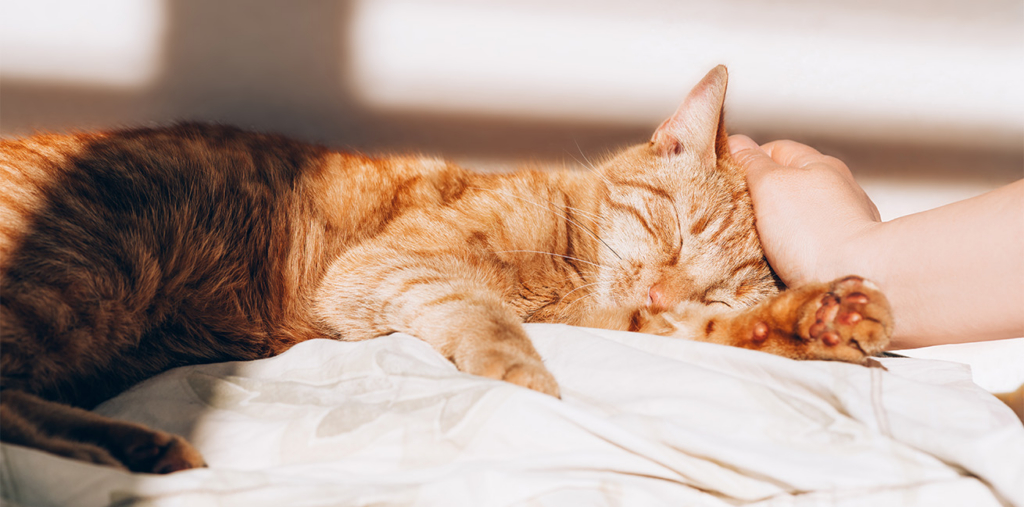 A person gently petting an orange tabby cat sleeping on a white bed sheet