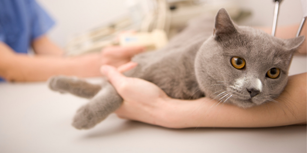 A gray cat being held by a veterinarian for a medical examination