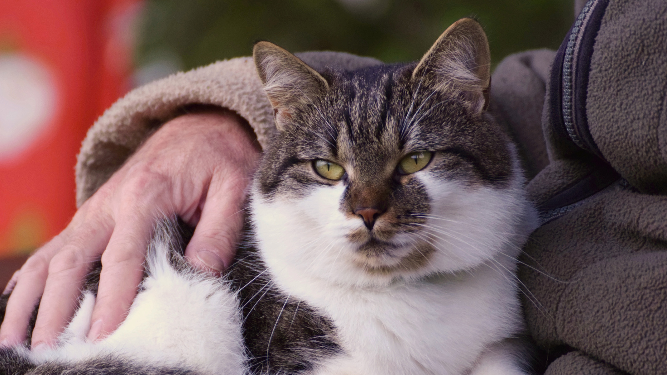 A person's hand gently petting a tabby and white cat resting against them