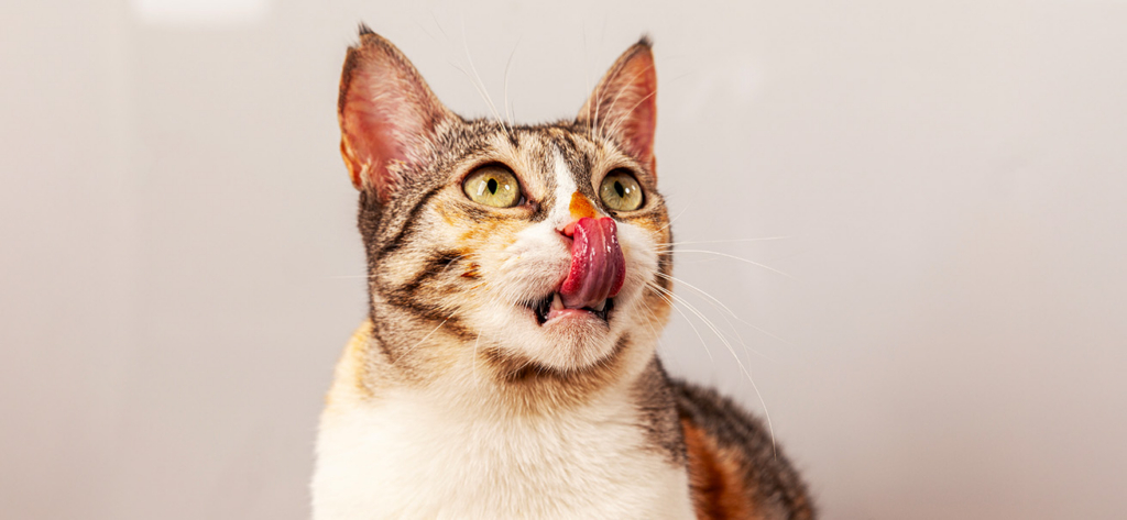 A tabby and white cat licking its nose against a light background