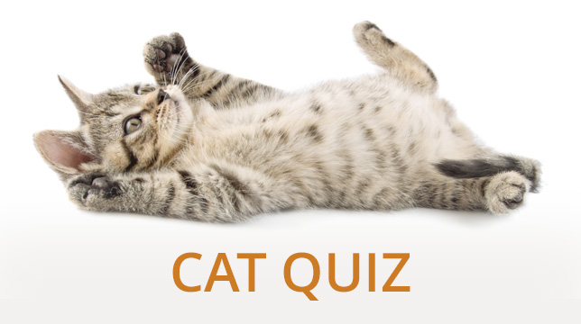A tabby kitten lying on its back with the text Cat Quiz