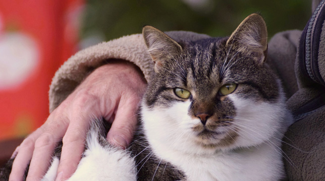 A person's hand gently petting a brown and white tabby cat sitting in their lap