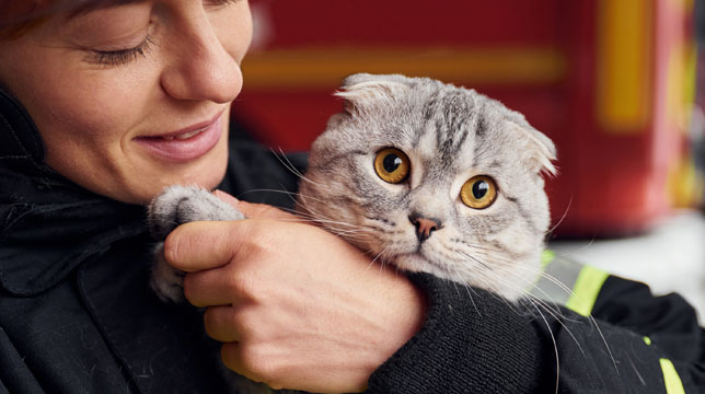 A firefighter in uniform gently holding a gray Scottish Fold cat