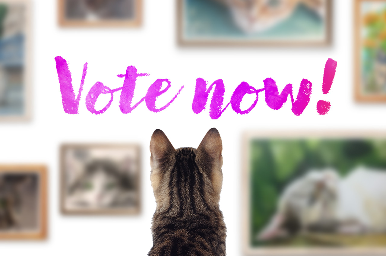 A cat looking at a wall of framed cat photos with the text Vote now, promoting a cat art contest