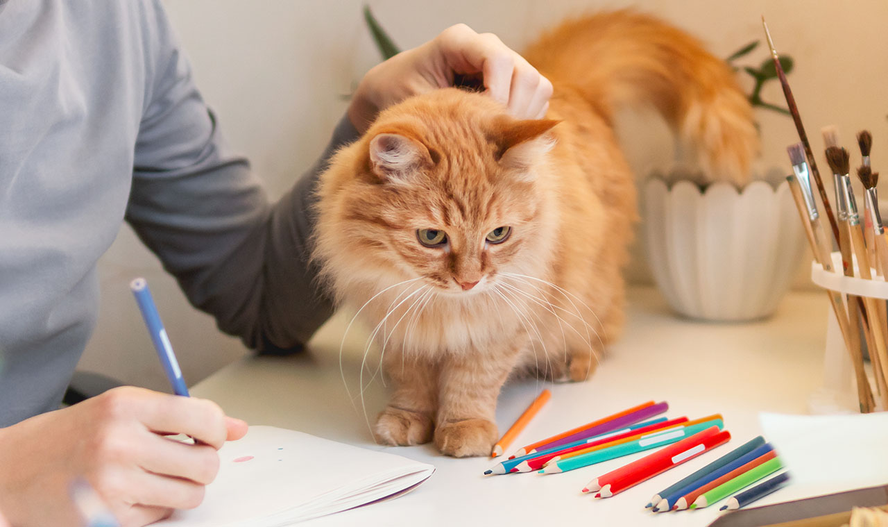 A person pets a fluffy ginger cat while drawing on a desk with colored pencils