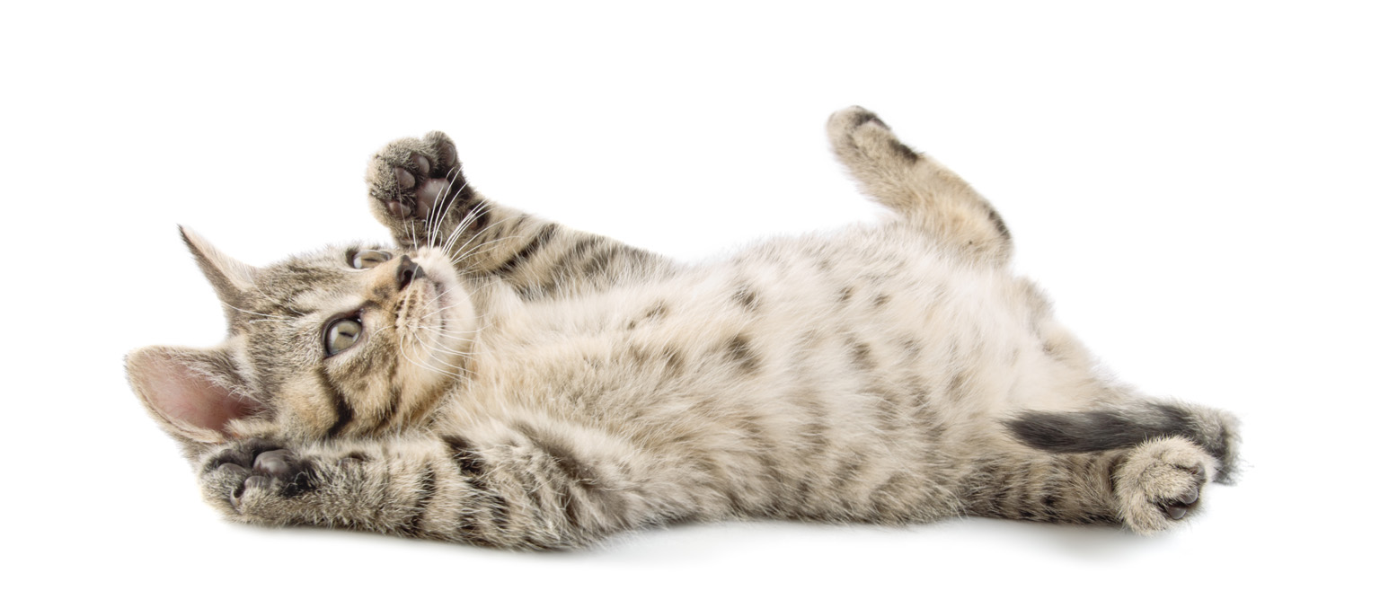 A tabby kitten lying on its back with paws in the air against a white background