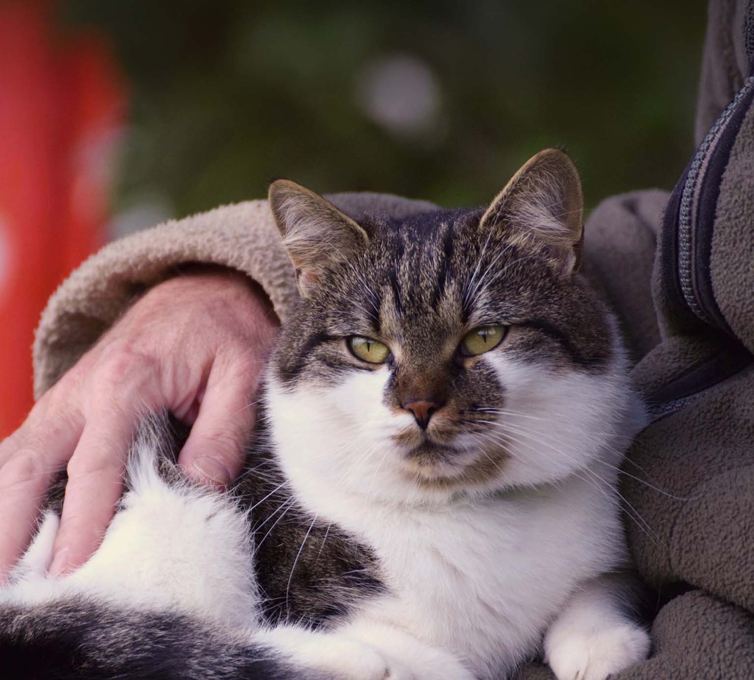 A senior tabby and white cat resting comfortably in a person's lap