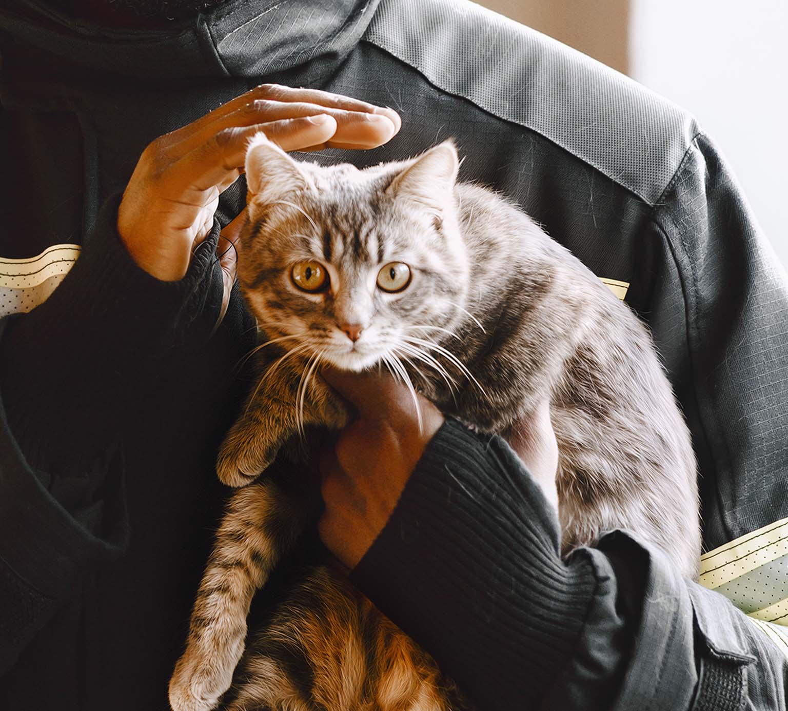 A person in a black jacket gently holding and petting a grey tabby cat