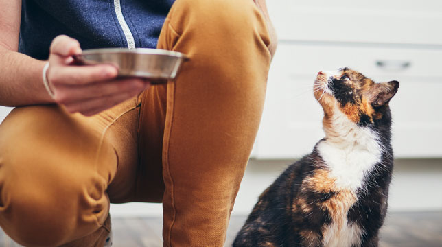 A person holding a metal food bowl while a calico cat looks up at them expectantly
