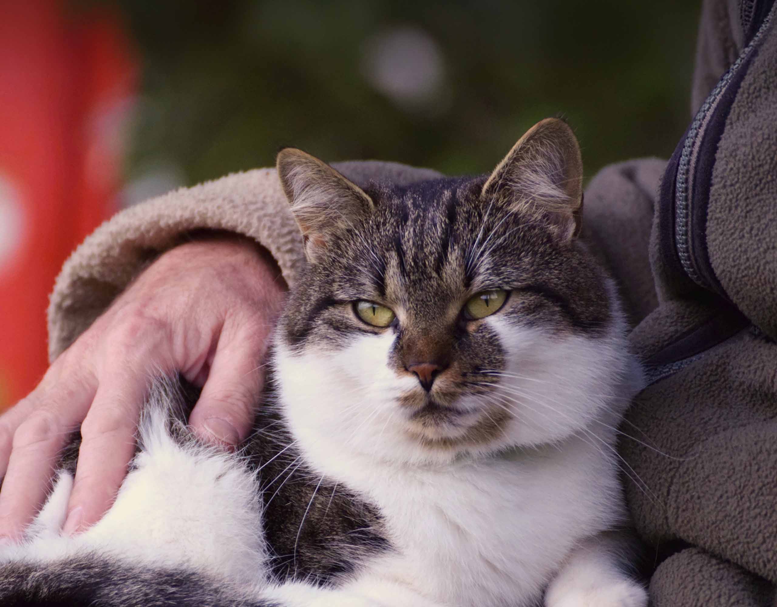 A person's hand gently rests on a tabby and white cat sitting comfortably against them