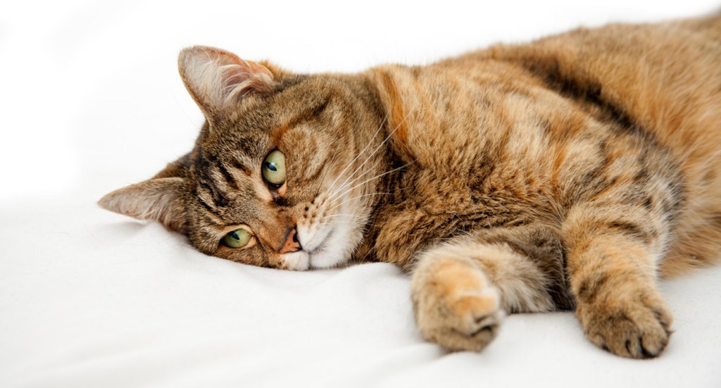 A brown tabby cat lying on a white surface