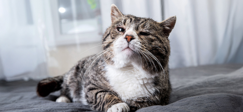 A senior tabby cat with a white chest resting on a gray bedspread
