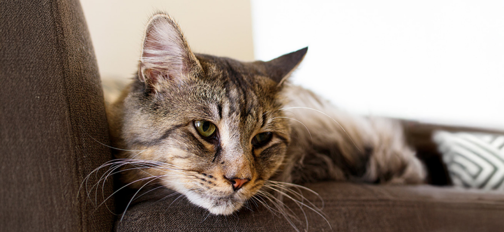 A fluffy tabby cat resting its head on the edge of a brown sofa