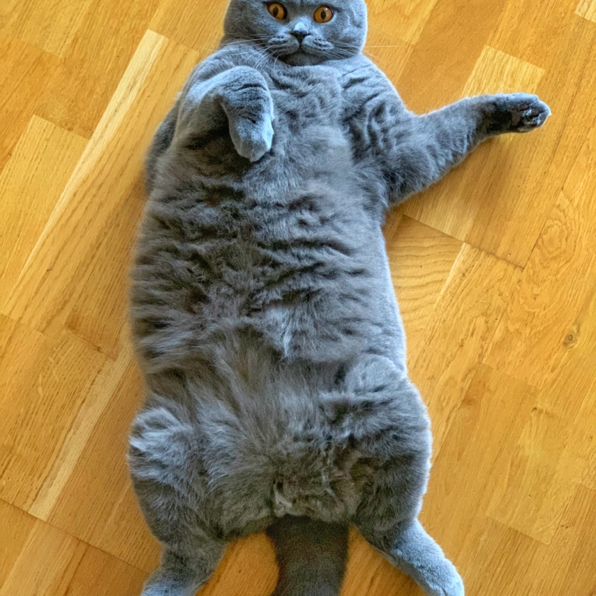 cat named Levis