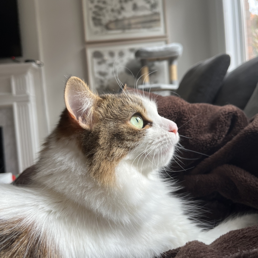 chat nommé Mars