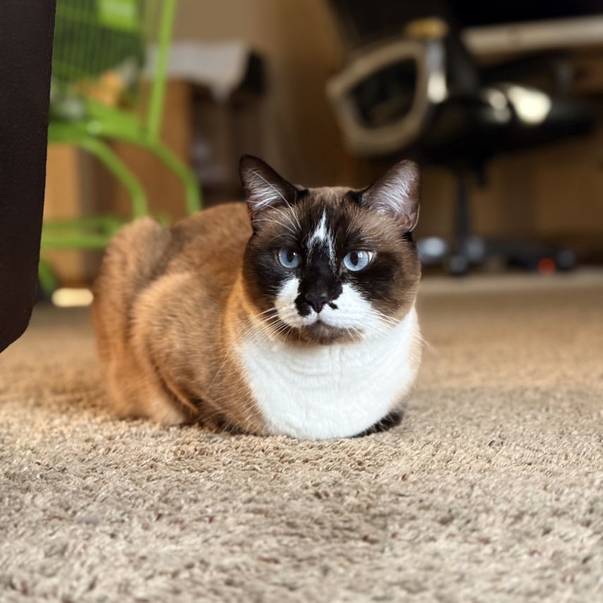 cat named Cocoa