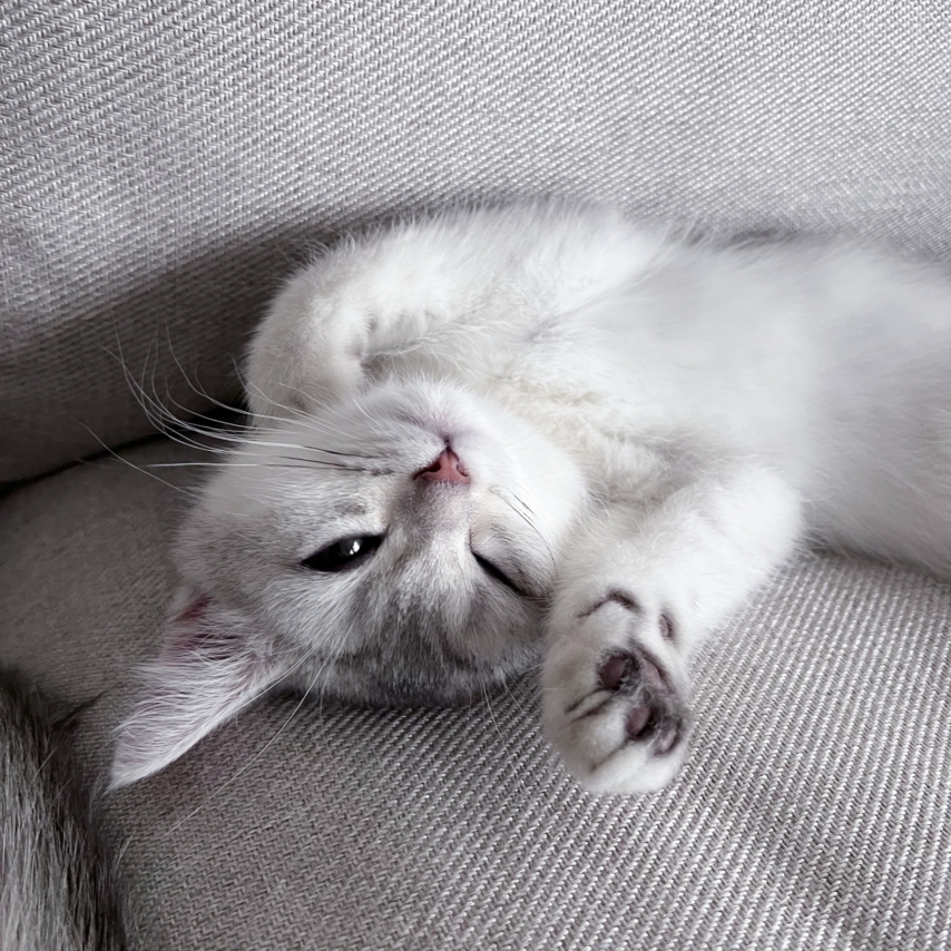 cat named Lucat