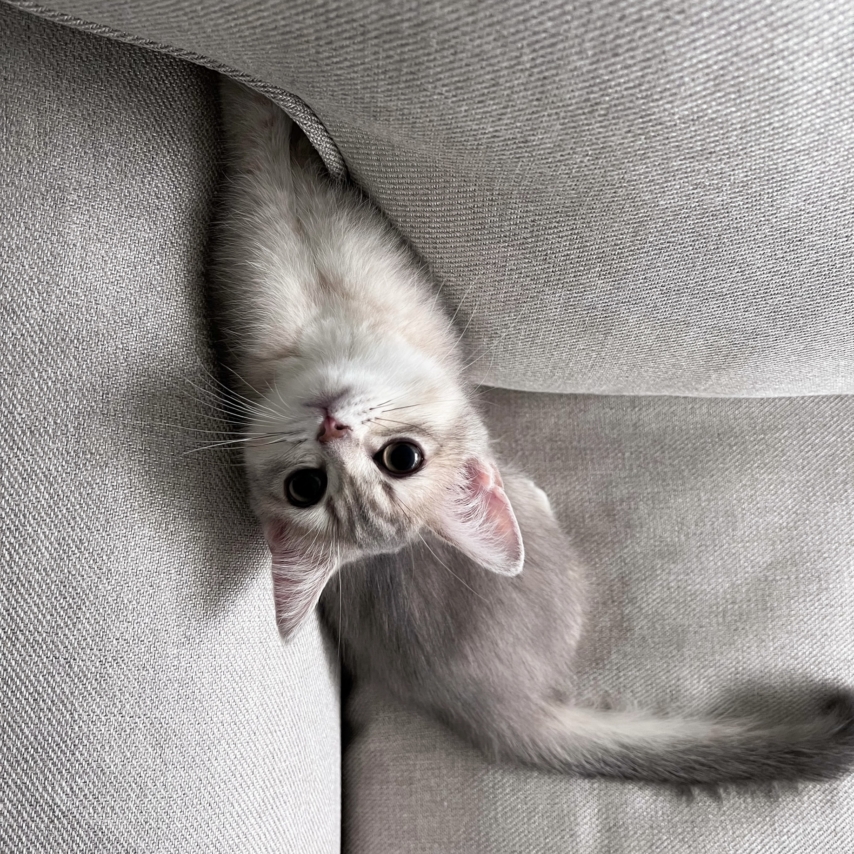 chat nommé Milo