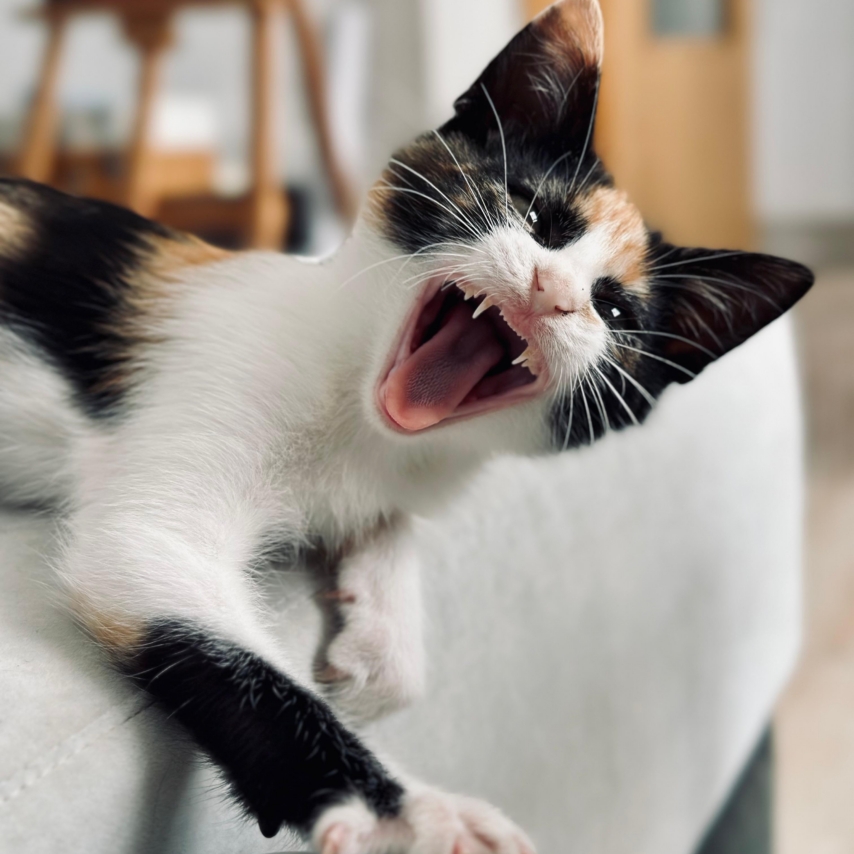 cat named Tay