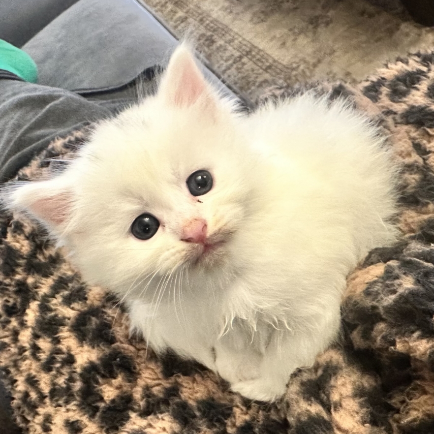 cat named Merlin